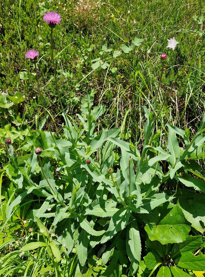 Carduus defloratus subsp. glaucus photo 5