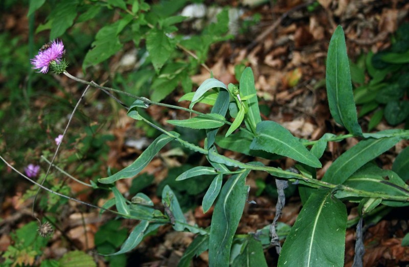 Carduus defloratus subsp. glaucus