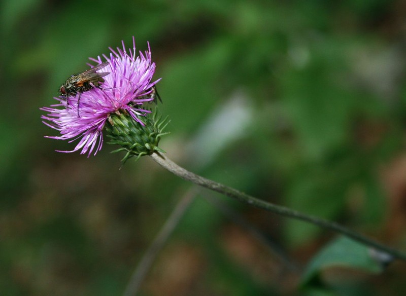 Carduus defloratus subsp. glaucus photo 6