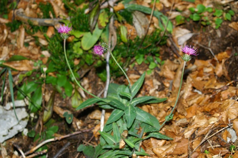 Carduus defloratus subsp. glaucus photo 7