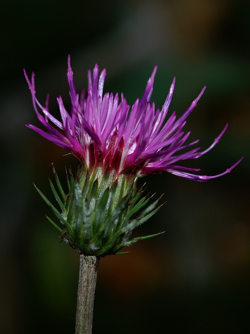 Carduus defloratus subsp. glaucus photo 8