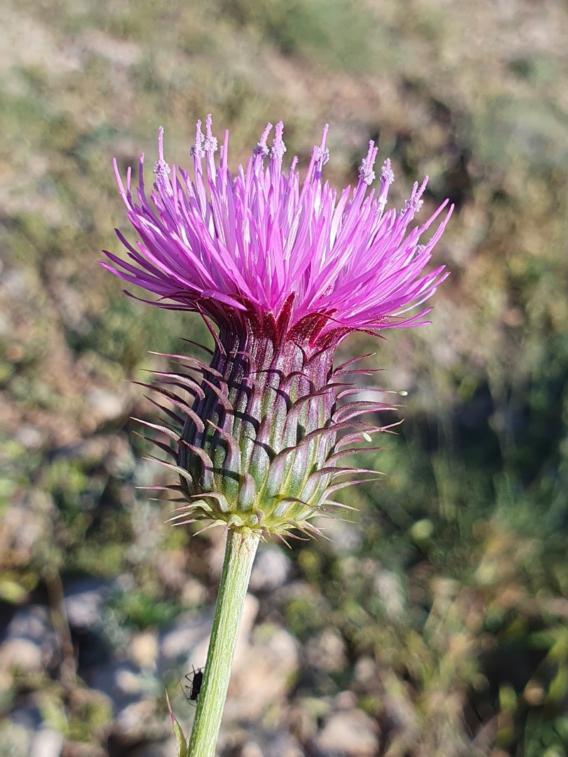 Carduus defloratus subsp. paui