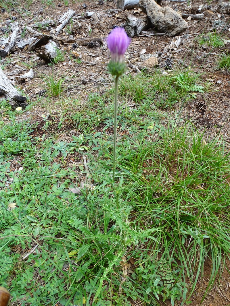 Carduus defloratus subsp. paui photo 2