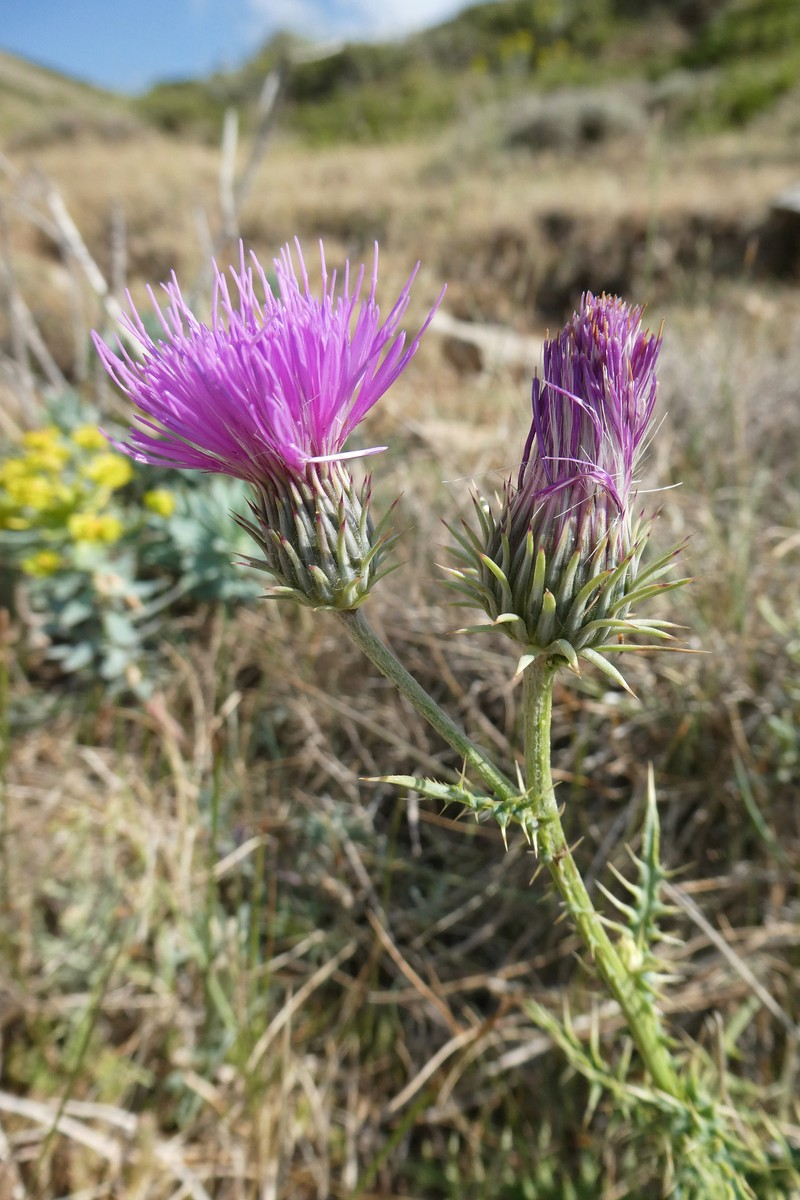 Carduus defloratus subsp. paui photo 3