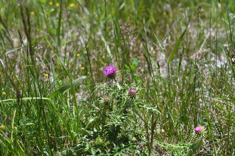 Carduus defloratus subsp. rhaeticus