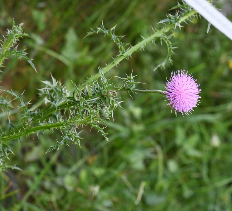 Carduus defloratus subsp. rhaeticus photo 2