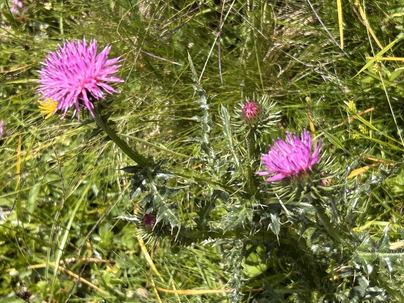 Carduus defloratus subsp. rhaeticus photo 3