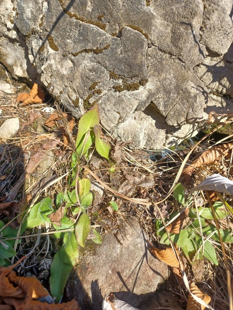 Carduus defloratus subsp. sumanus