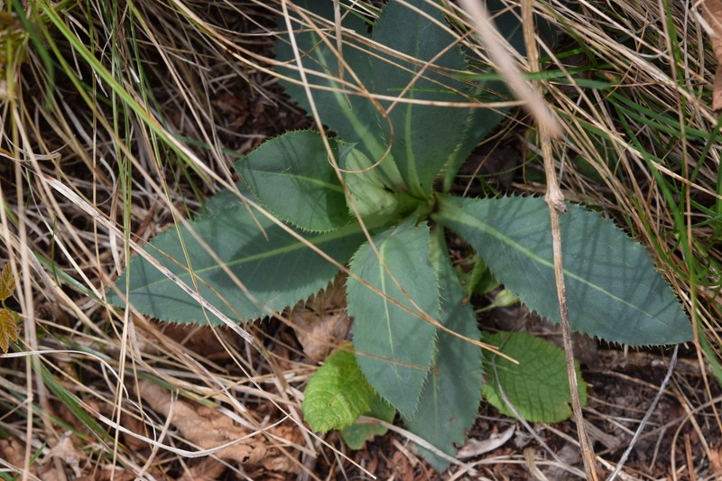 Carduus defloratus subsp. sumanus photo 2
