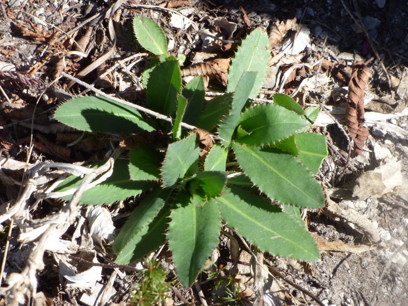 Carduus defloratus subsp. sumanus photo 3