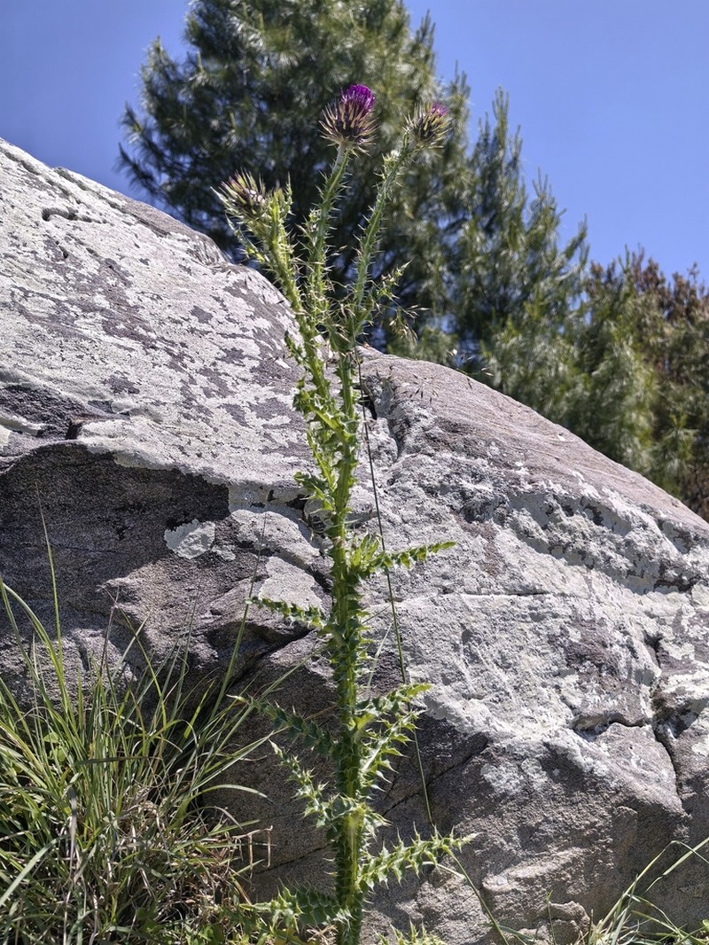 Carduus edelbergii