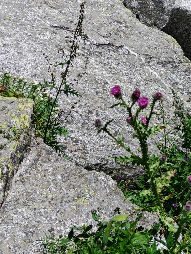 Carduus edelbergii photo 2