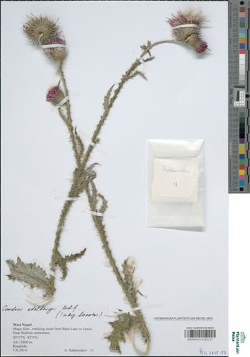Carduus edelbergii photo 3