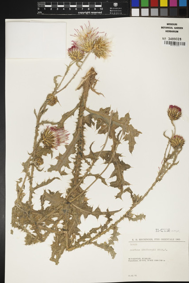 Carduus edelbergii photo 4