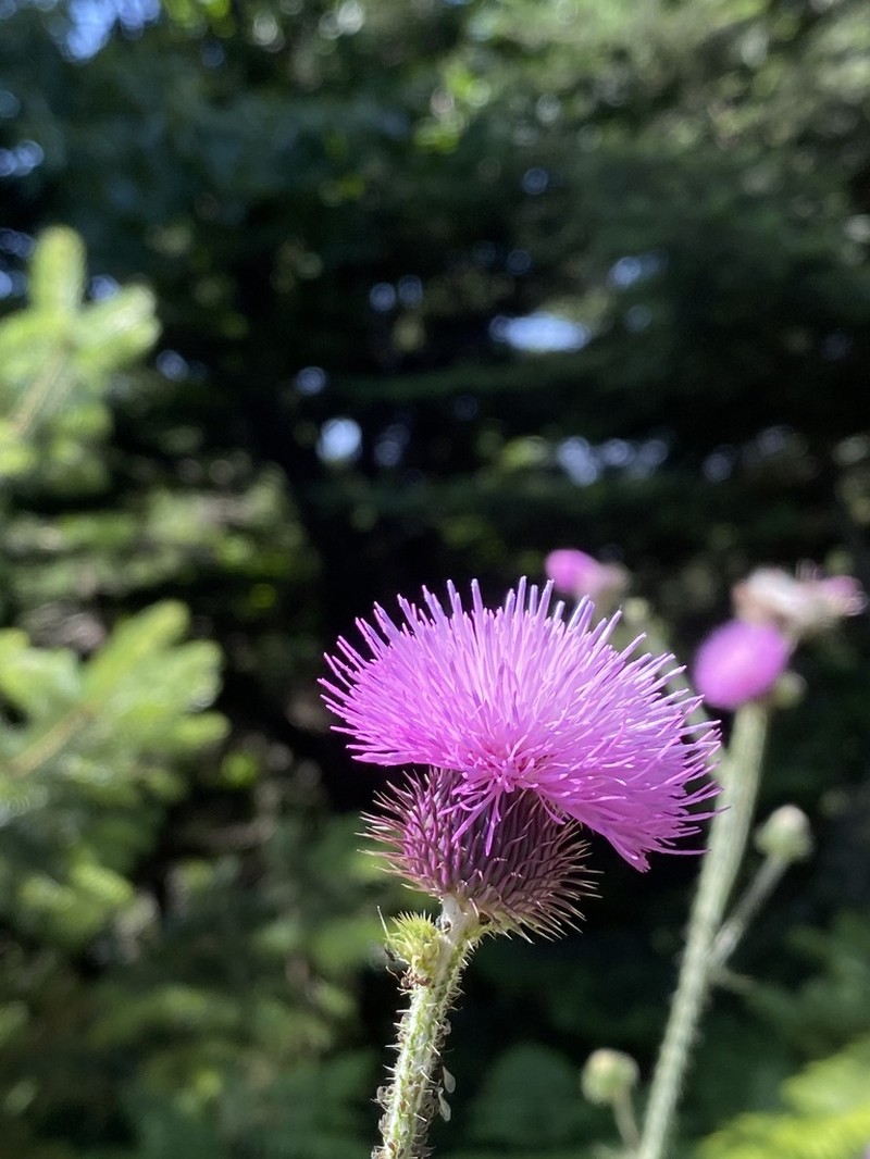 Carduus euboicus