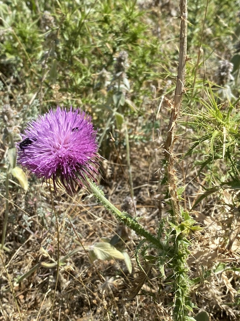 Carduus euboicus photo 2