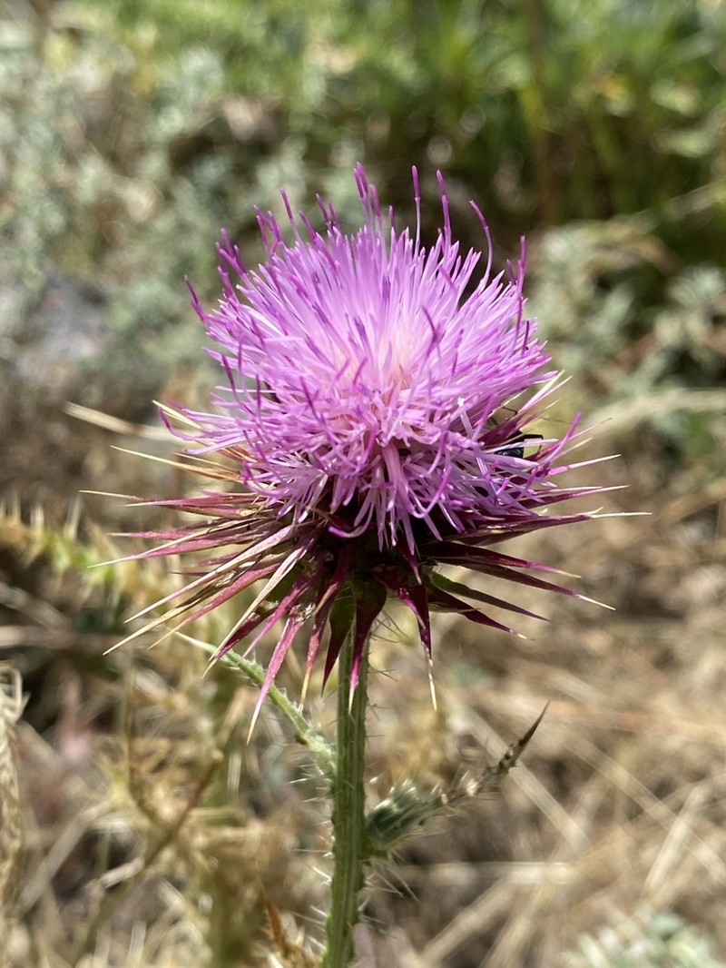 Carduus euboicus photo 3