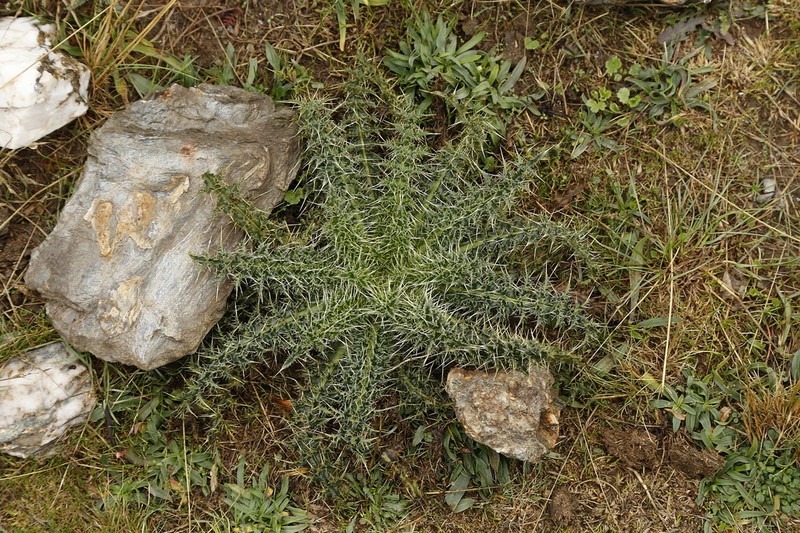 Carduus fasciculiflorus