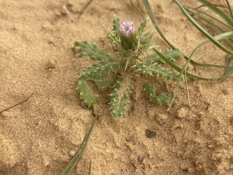 Carduus getulus