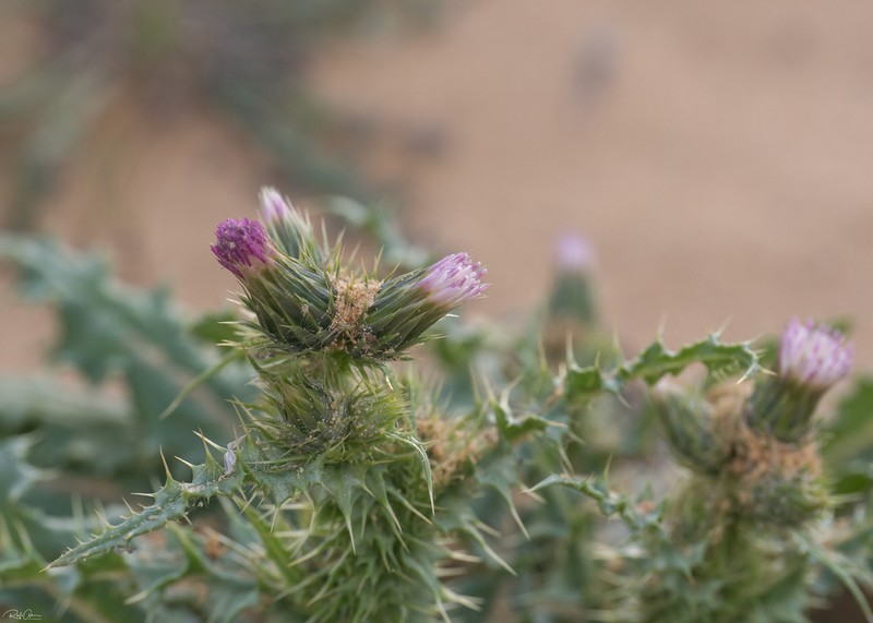 Carduus getulus photo 2