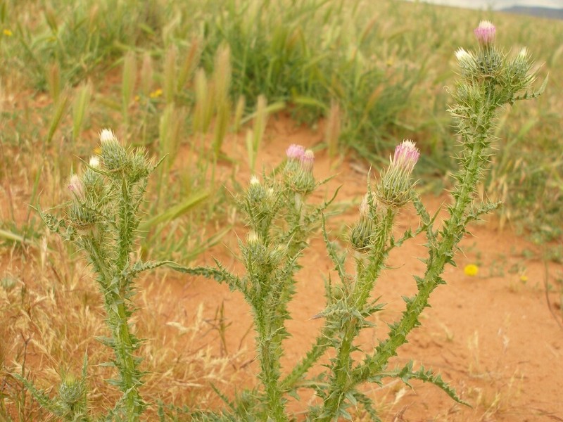 Carduus getulus photo 3