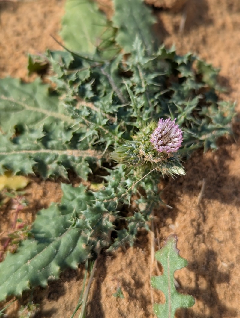 Carduus getulus photo 4