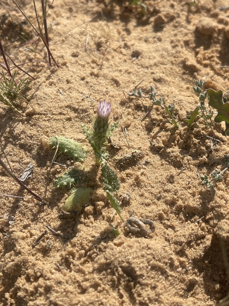 Carduus getulus photo 5