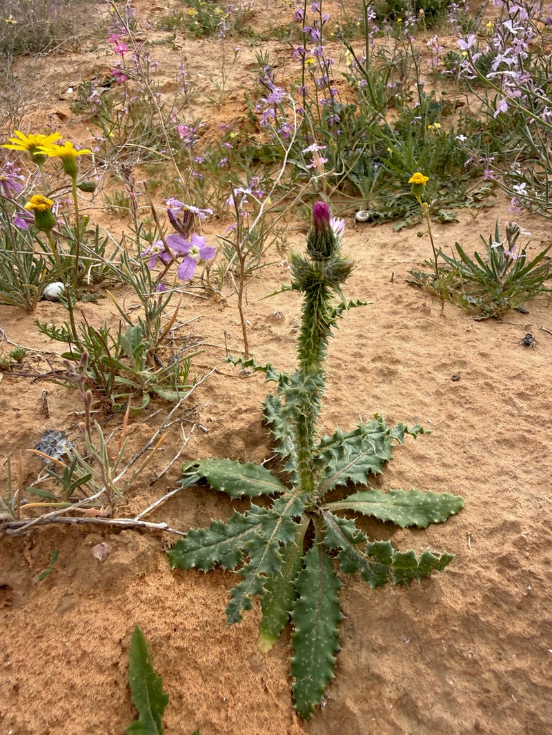 Carduus getulus photo 6