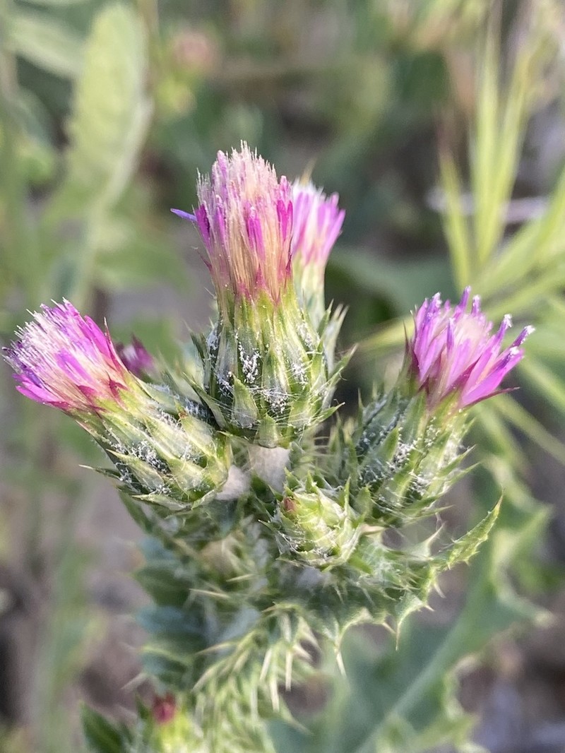 Carduus getulus photo 7