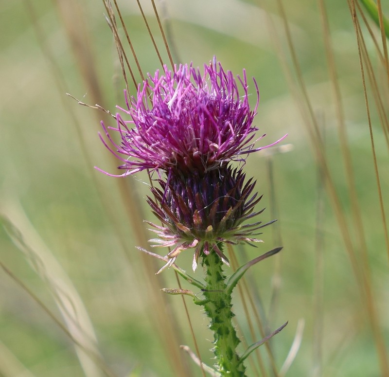 Carduus hamulosus