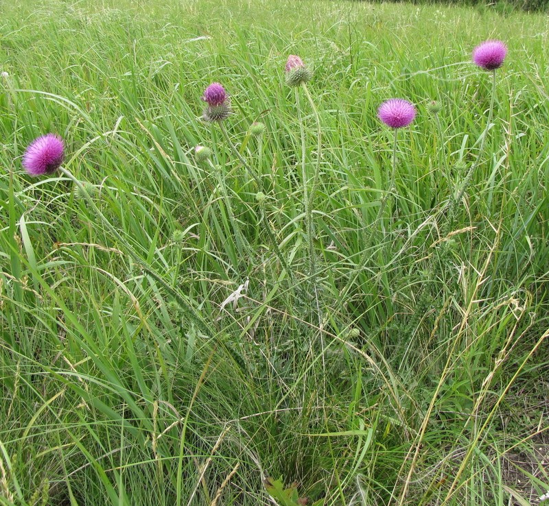 Carduus hamulosus photo 2