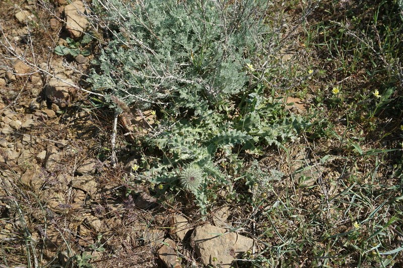 Carduus hamulosus photo 3