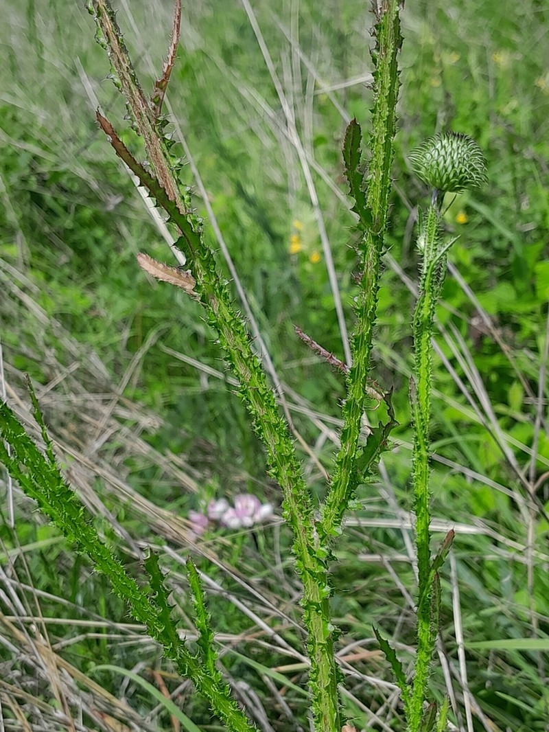 Carduus hamulosus photo 5