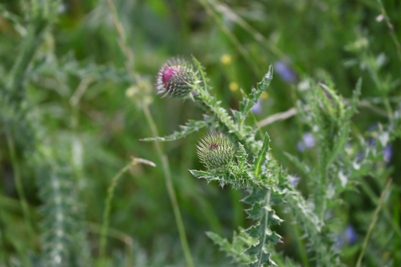 Carduus hamulosus photo 7