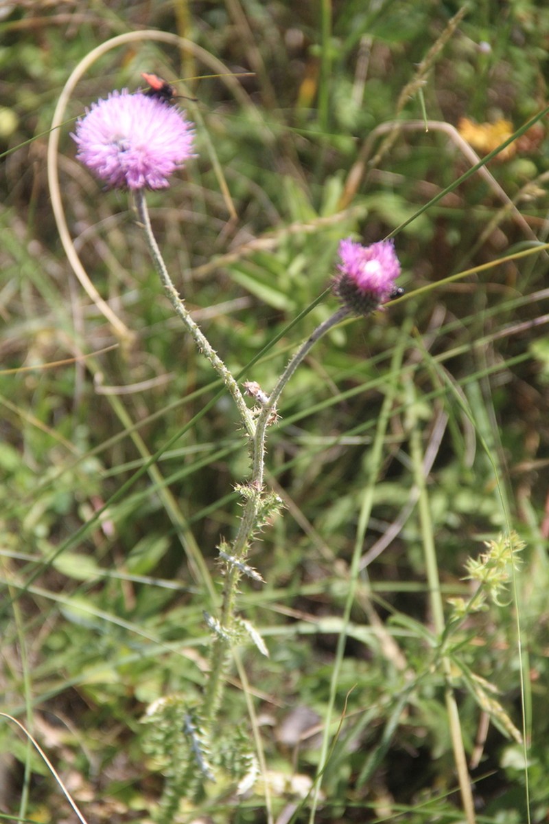 Carduus hamulosus photo 8