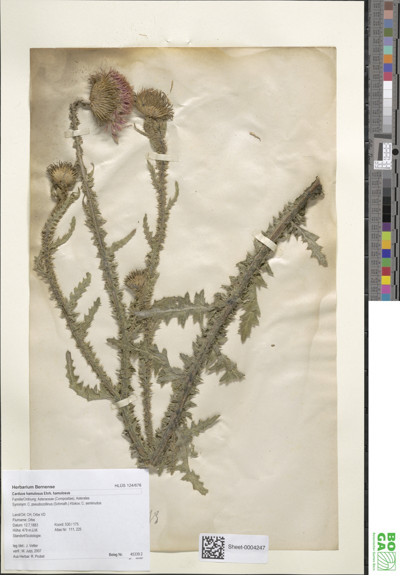 Carduus hamulosus subsp. hamulosus photo 2