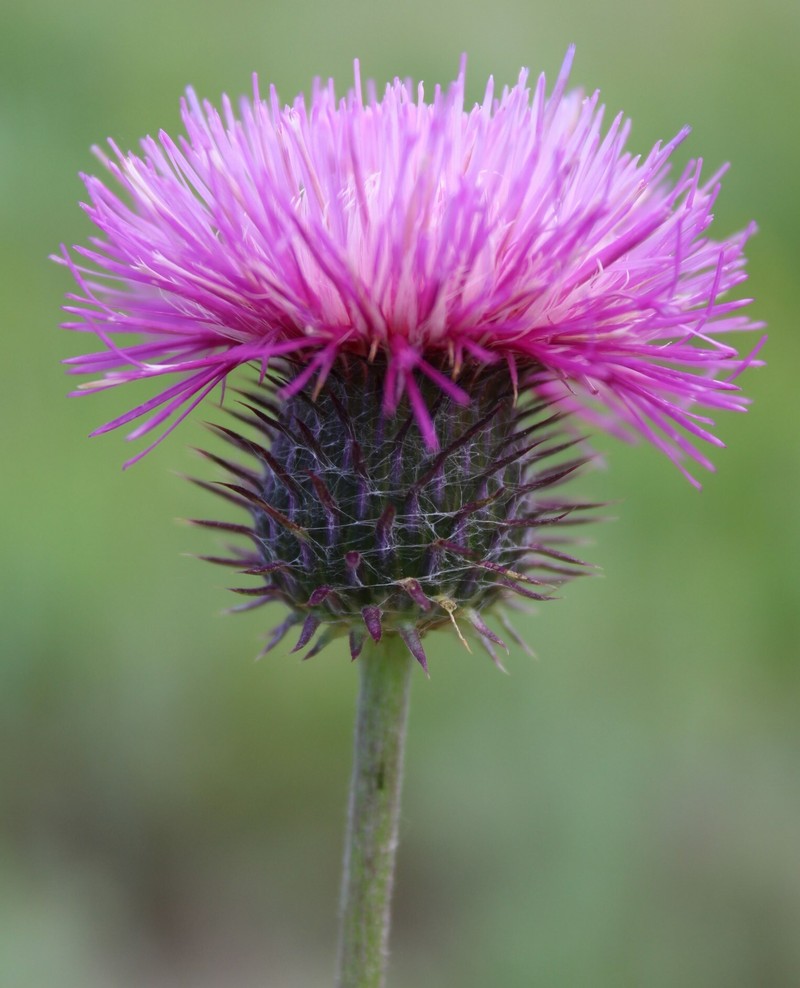 Carduus hamulosus subsp. hystrix