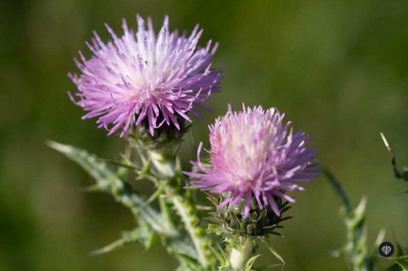 Carduus ibicensis