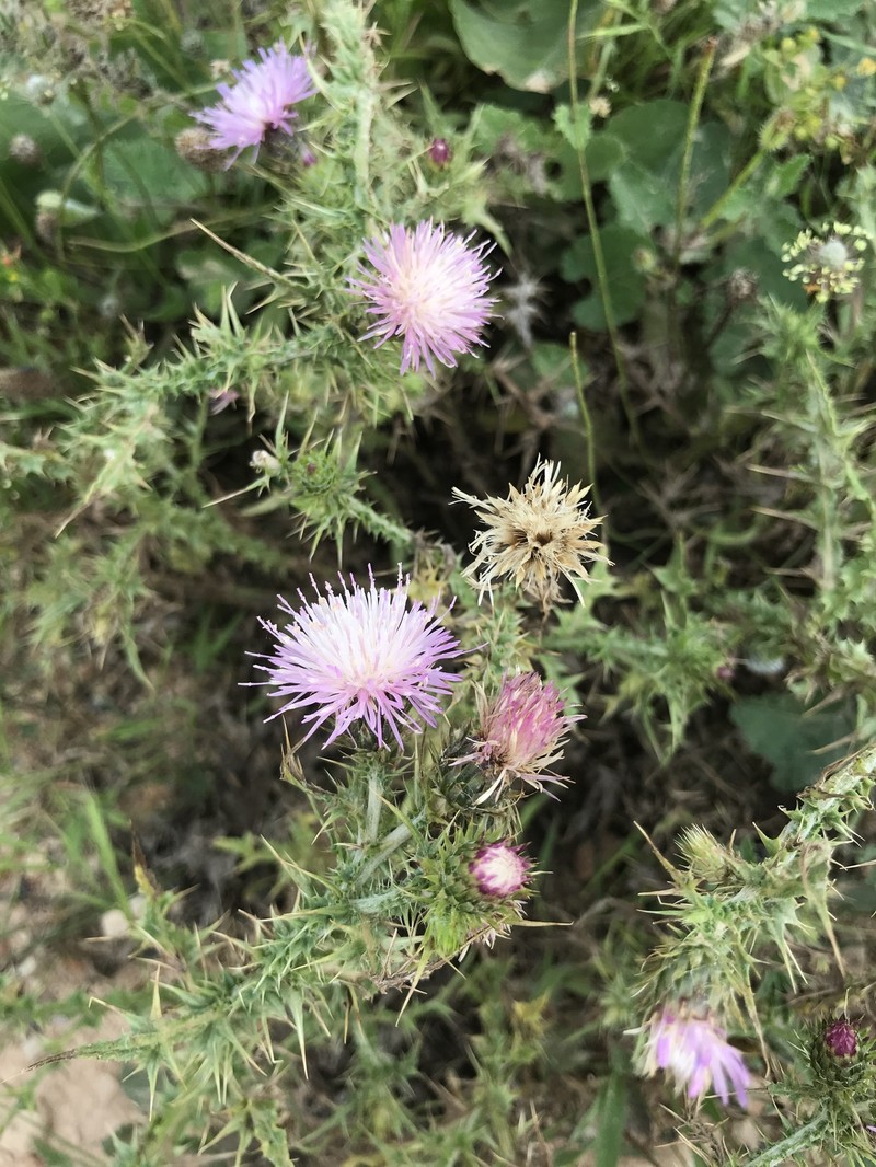 Carduus ibicensis photo 3