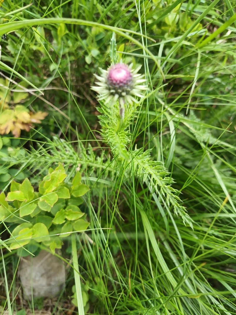 Carduus kerneri