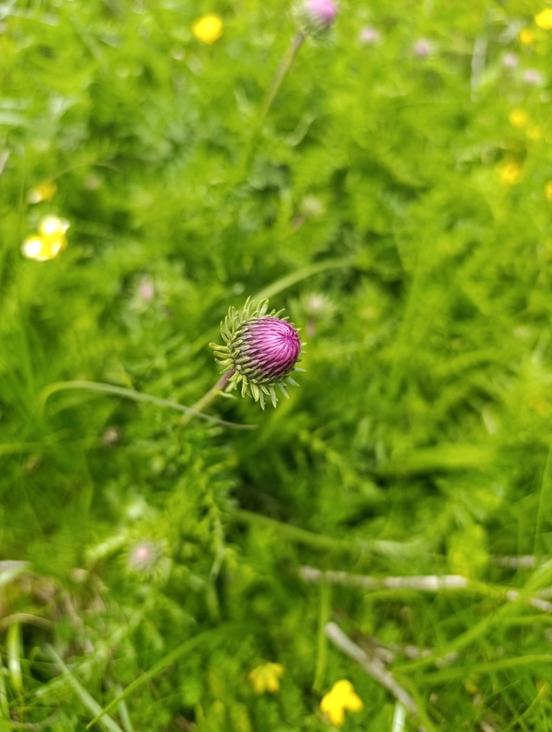 Carduus kerneri photo 5