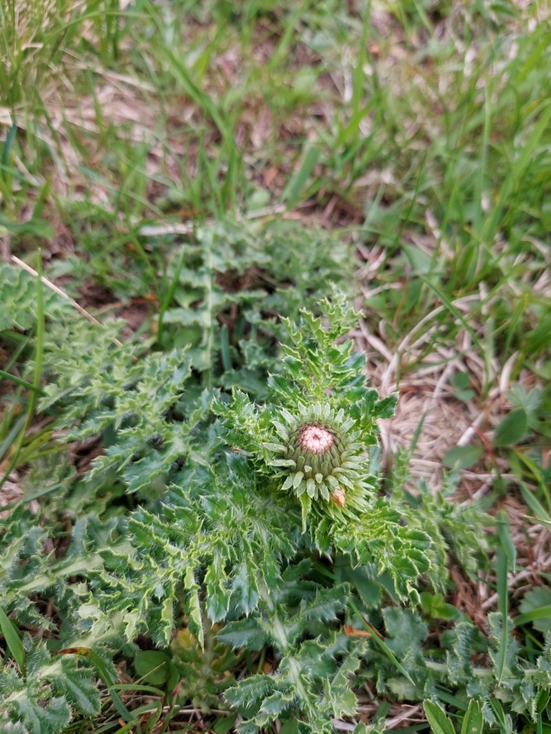Carduus kerneri photo 7