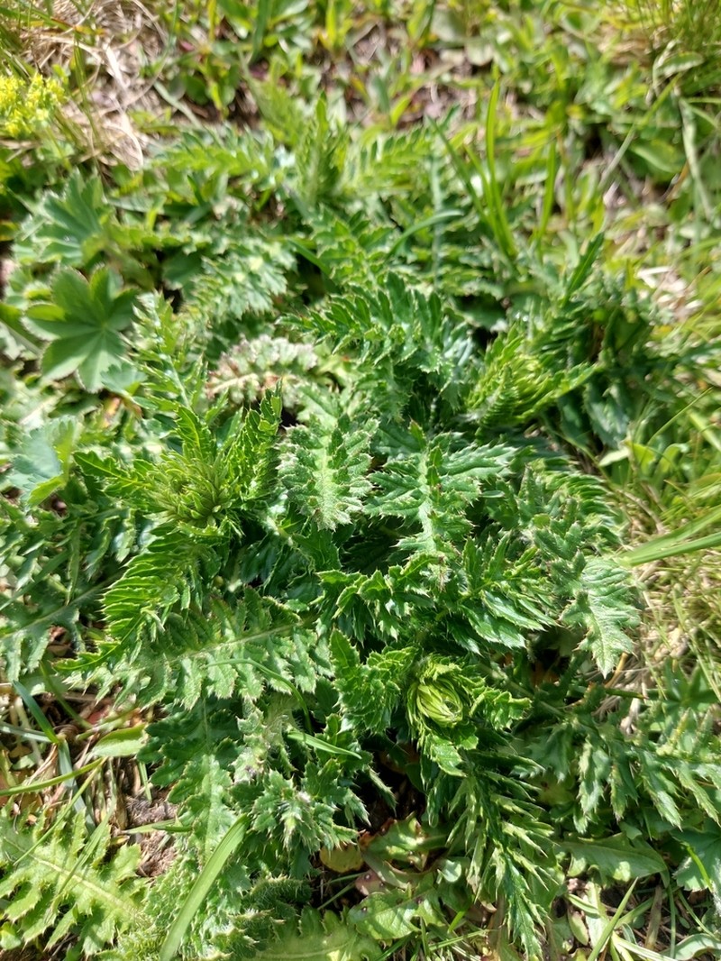 Carduus kerneri photo 8