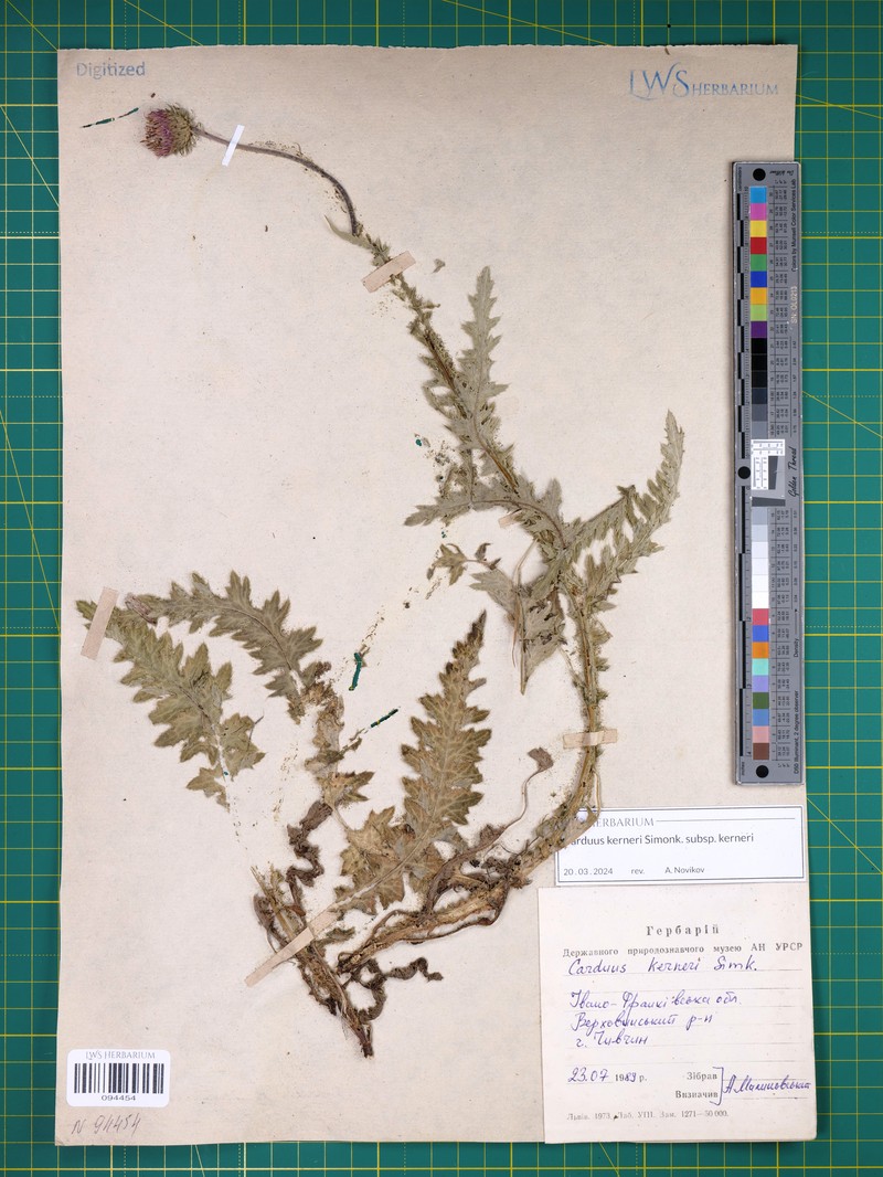 Carduus kerneri subsp. kerneri