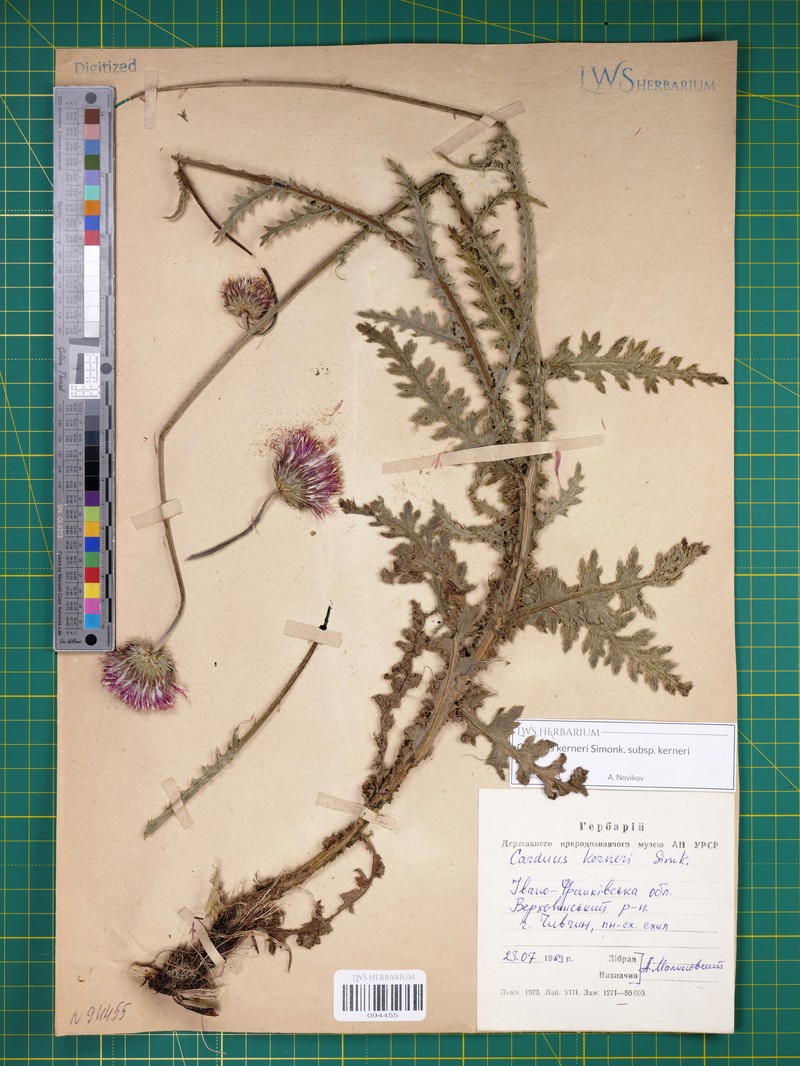 Carduus kerneri subsp. kerneri photo 2