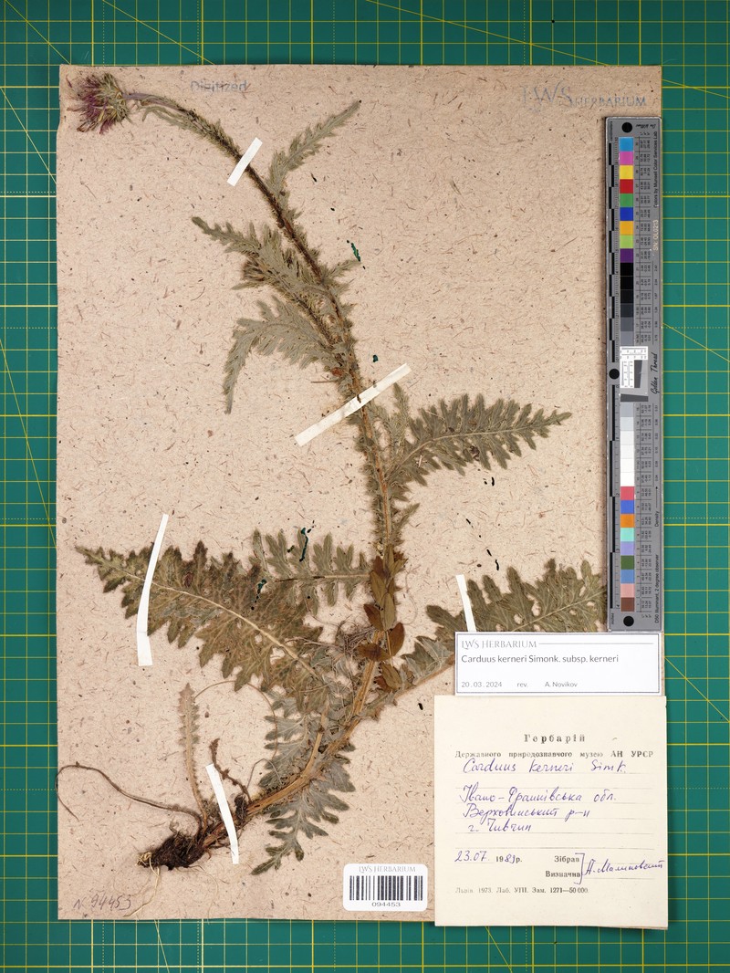 Carduus kerneri subsp. kerneri photo 3