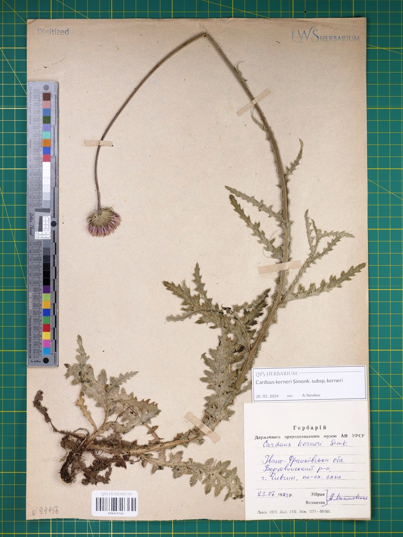 Carduus kerneri subsp. kerneri photo 4