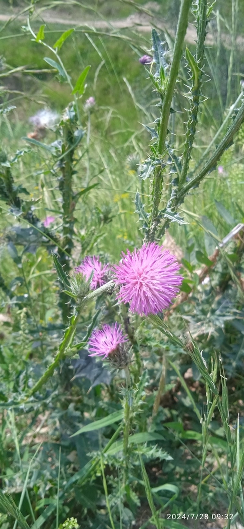 Carduus kumaunensis
