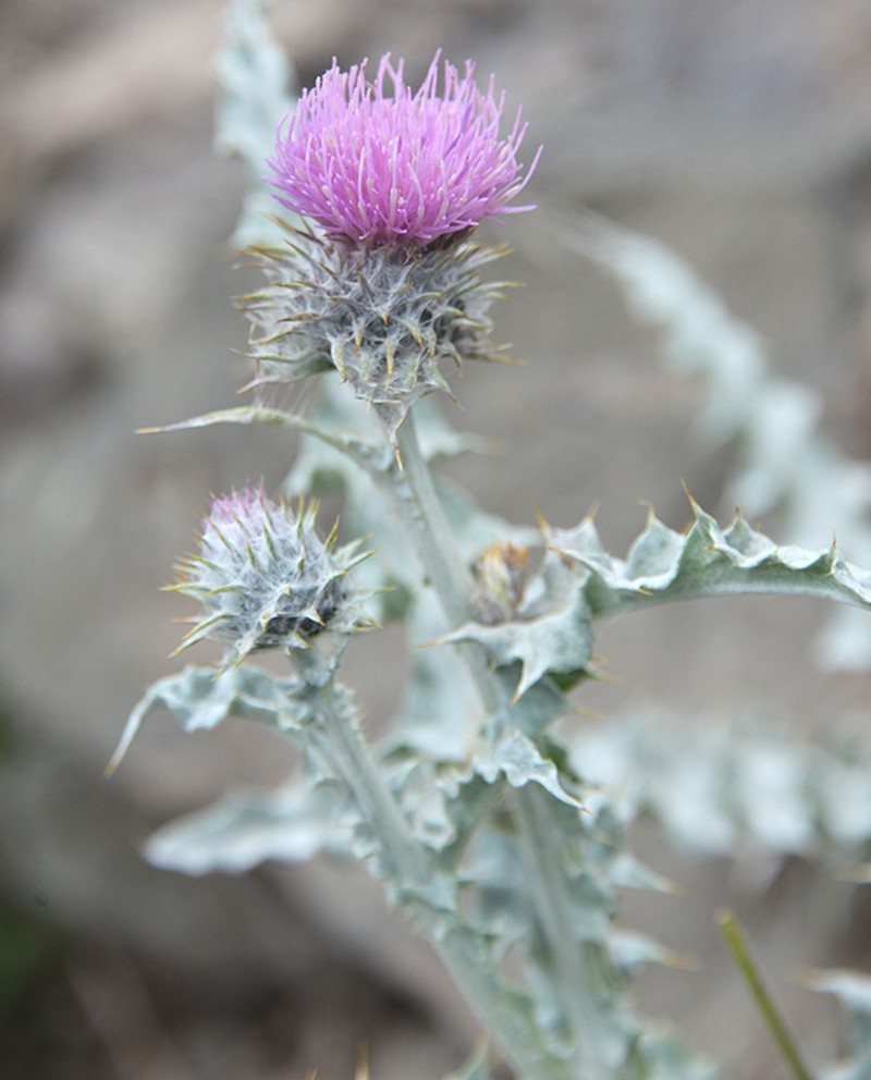 Carduus lanuginosus