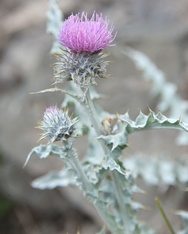 Carduus lanuginosus photo 2